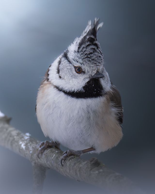 Хохлатая синица, Lophophanes cristatus, Декабрь 2023photo preview