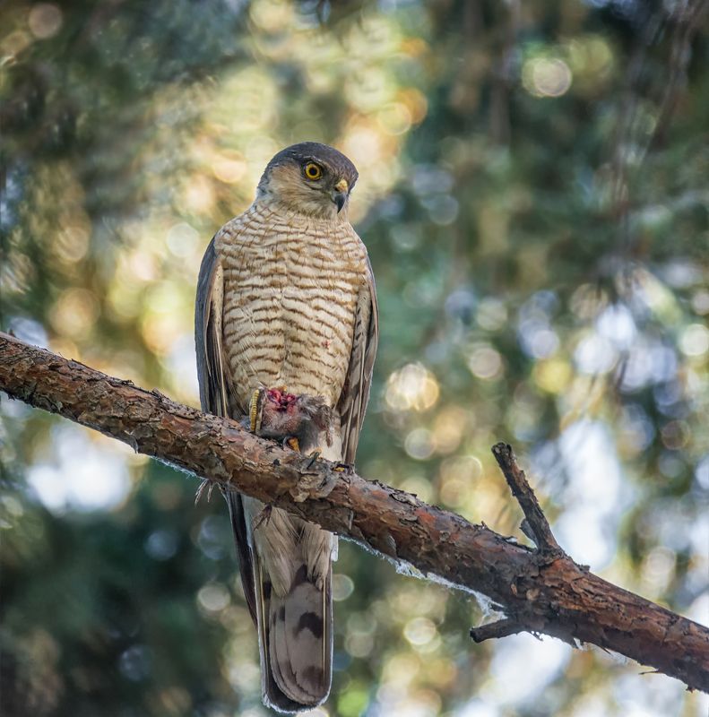 птица, ястреб перепелятник, добыча, Ястреб с добычей.photo preview