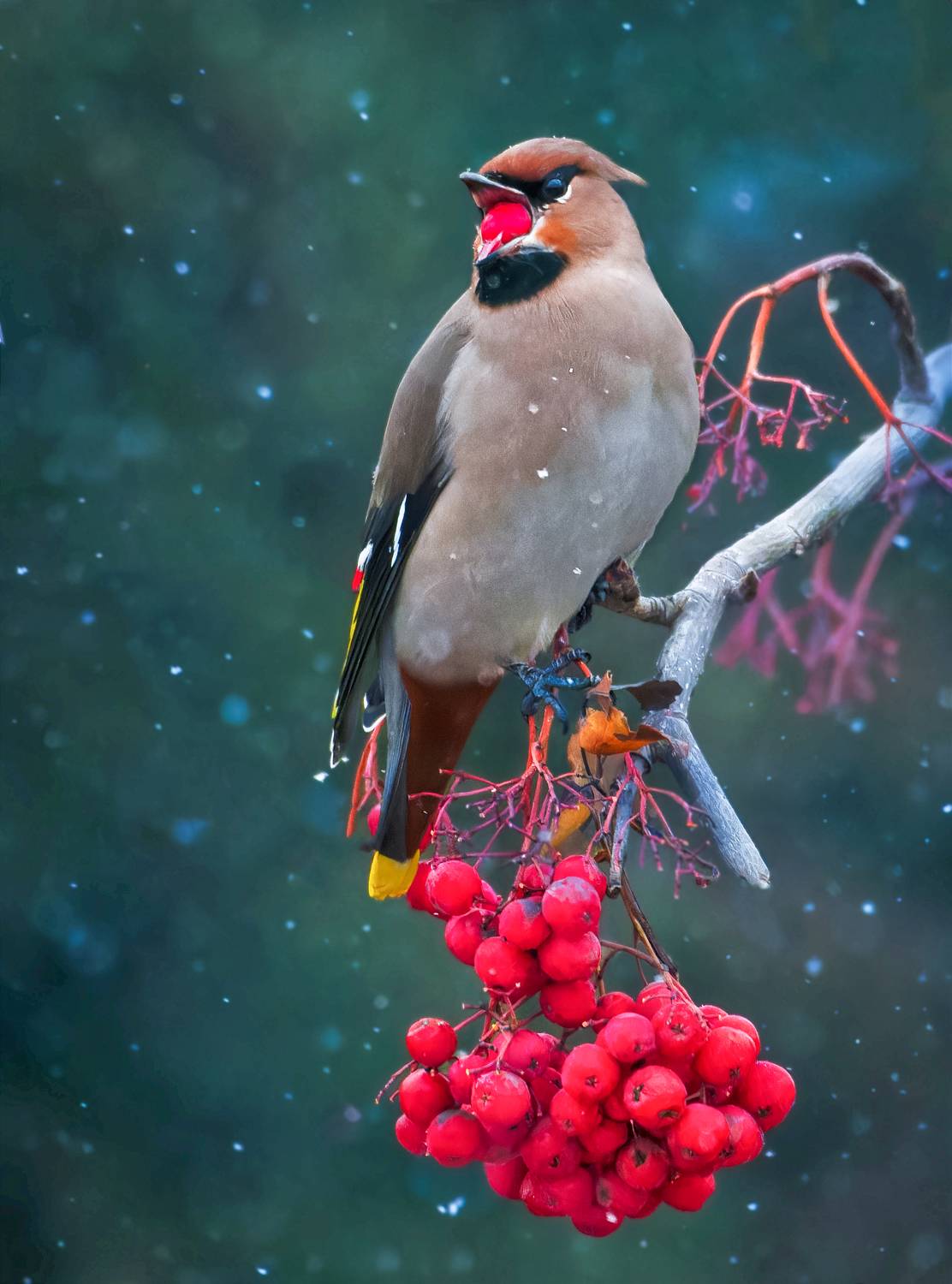 , Никон Александр