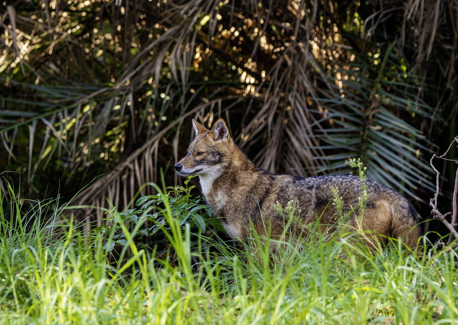 Золотистый шакал.. Автор: Amromin Alexander , Amromin Alexander