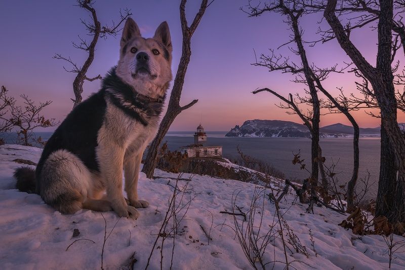 приморье, ольгинской район, маяк балюзек, собака, зима У маяка Балюзек, Приморьеphoto preview