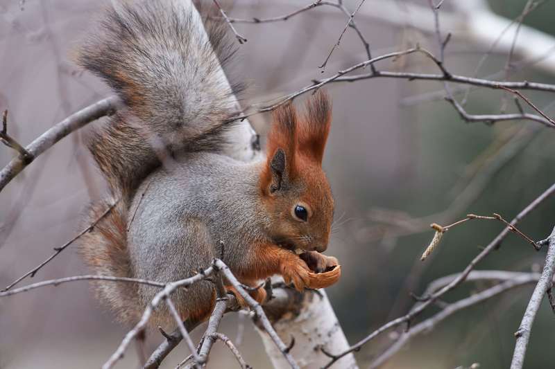 Sciurus vulgaris, volgograd, russia, wildlife, squirrel, белка,  Sciurus vulgarisphoto preview