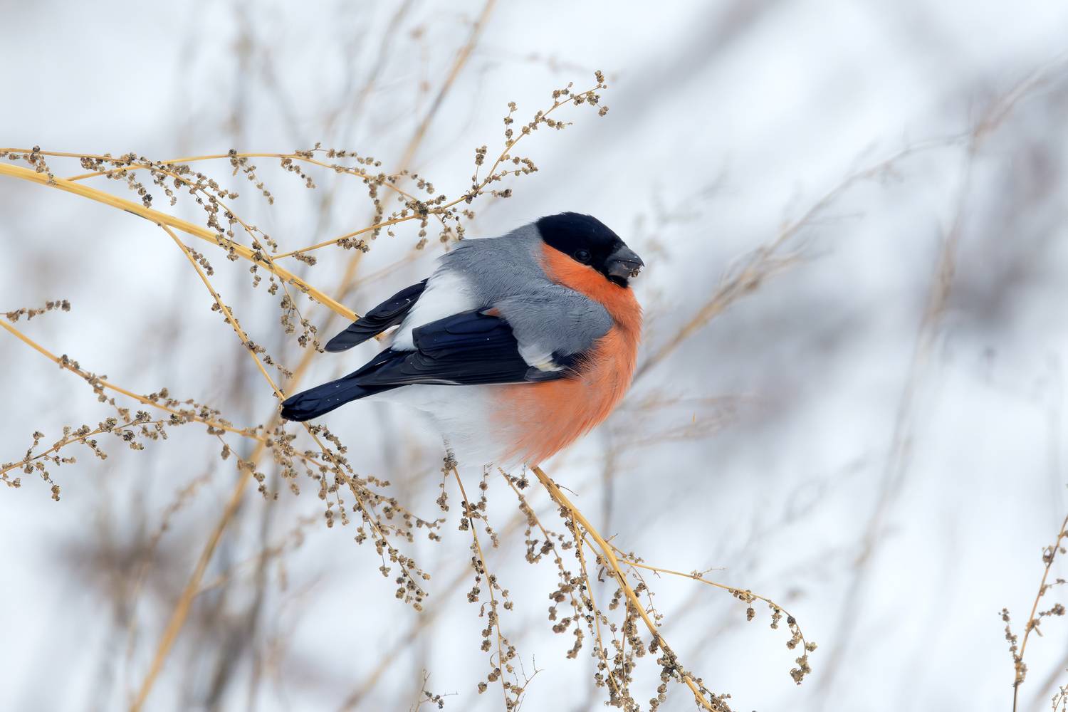 Снегирь. (Pyrrhula pyrrhula). Автор: Александр Шипиленко снегирь, pyrrhula pyrrhula, фото птиц, Александр Шипиленко