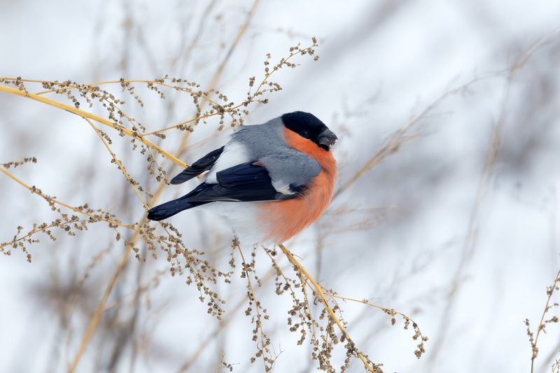 снегирь, pyrrhula pyrrhula, фото птиц Снегирь. (Pyrrhula pyrrhula)photo preview