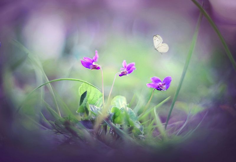 Сказки о цветахphoto preview