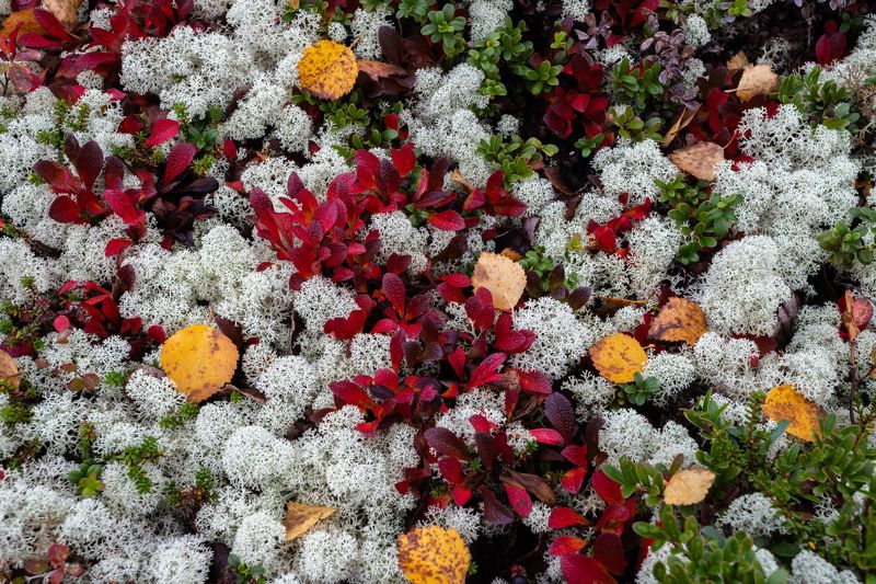 осень в Хибинахphoto preview