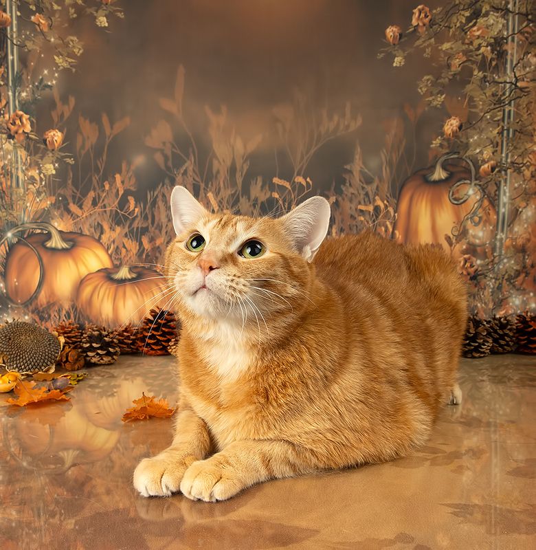 осень, тыквы, pumpkin, cats, кот, кошка, домашнии питомцы, рыжик, ginger, маркиз, матильда, autumn, ragdoll cats Autumn Cats -  Осенние Котикиphoto preview