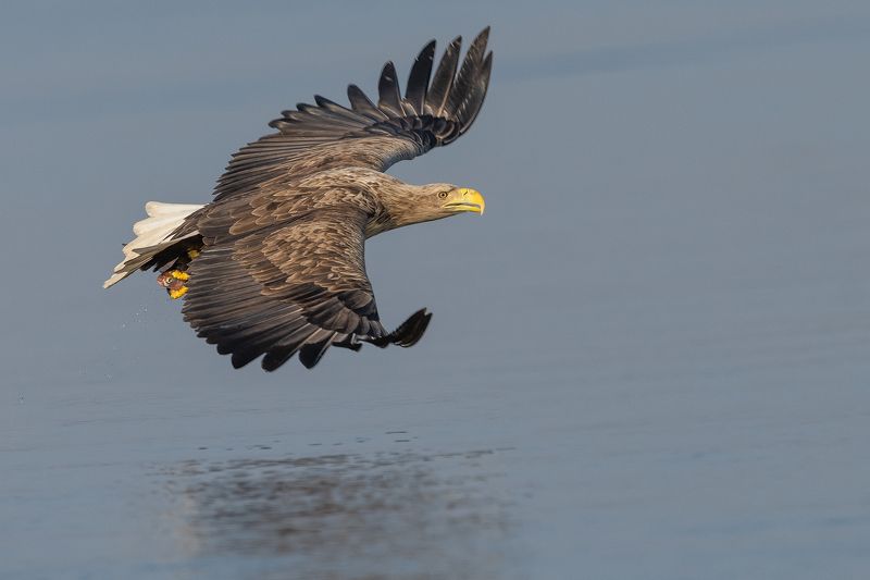 Bielik, ptak, ptak drapiezny, Haliaeetus albicilla, bird of prey Ptak drapiezny Bielikphoto preview