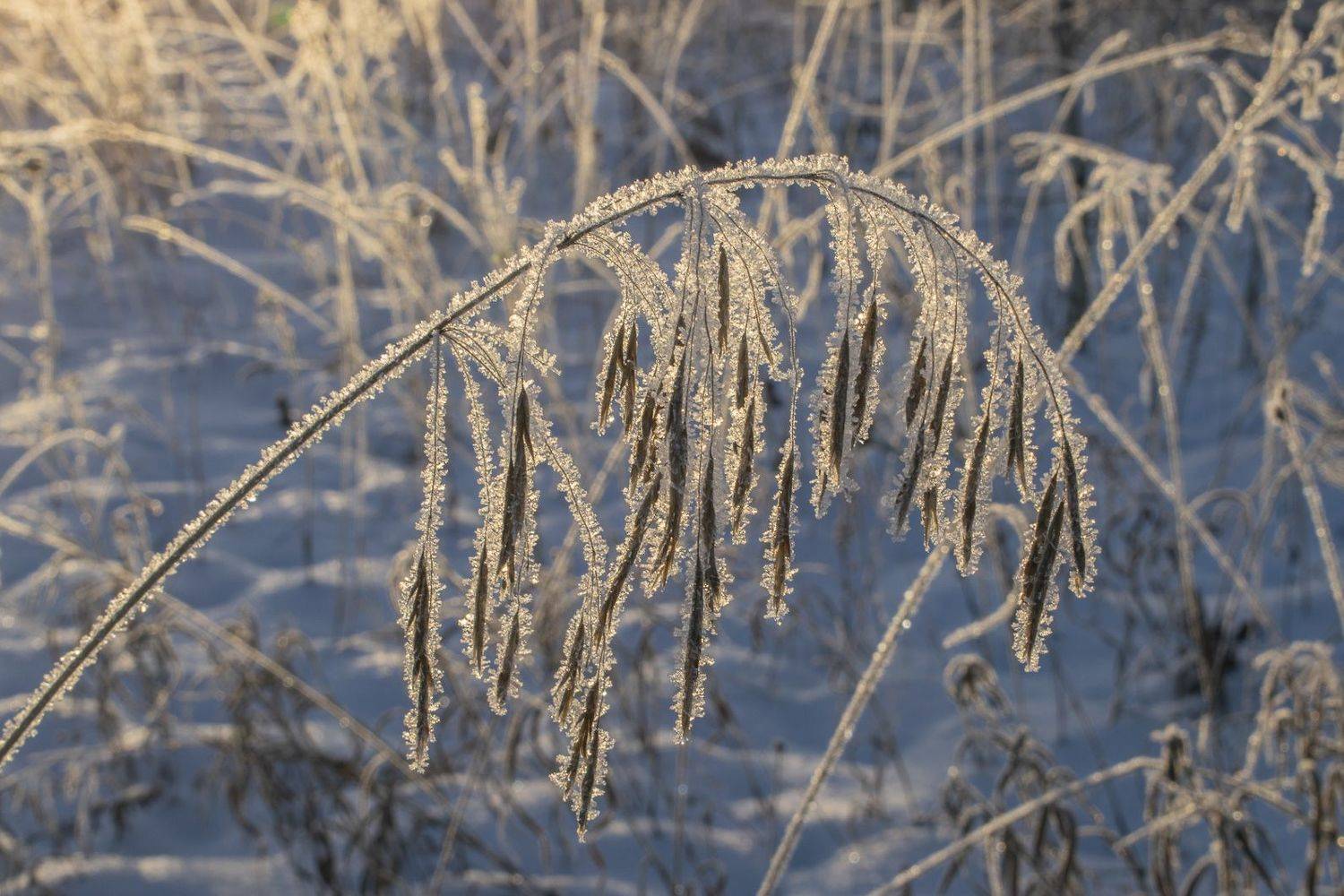 Автор: Галина Луценко , Галина Луценко