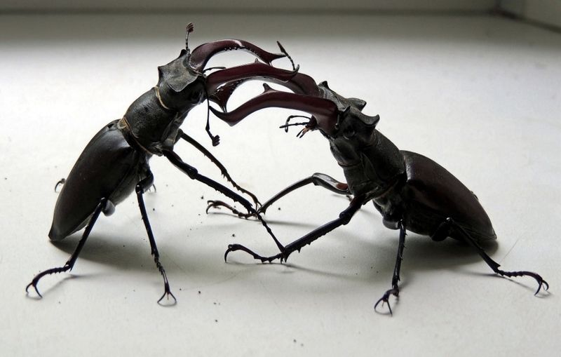 Поединокphoto preview