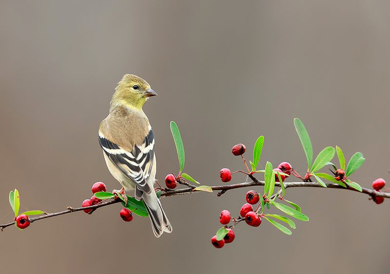 american goldfinch, американский чиж, чиж, winter birds, зимнии птицы Female, American Goldfinch -  Cамка, Американский чижphoto preview