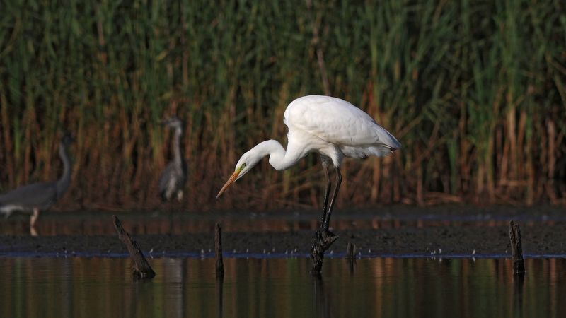 большая белая цапля, цапля, ardea alba,  great egret На подиумеphoto preview