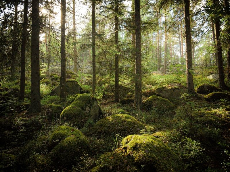 Сказка северного лесаphoto preview