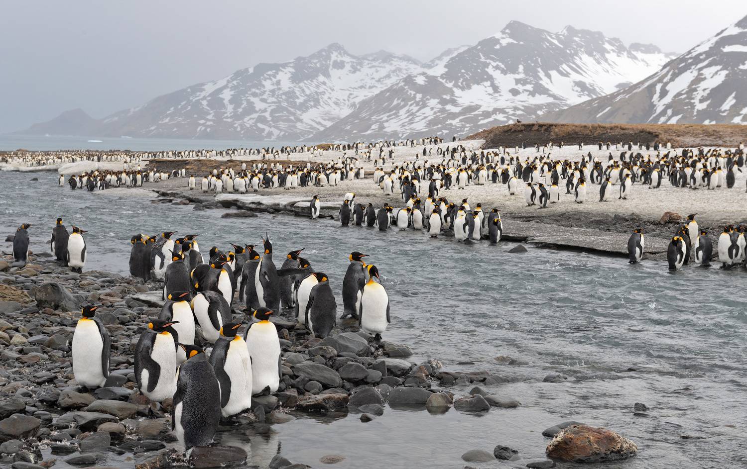 , Андрей Ведерников