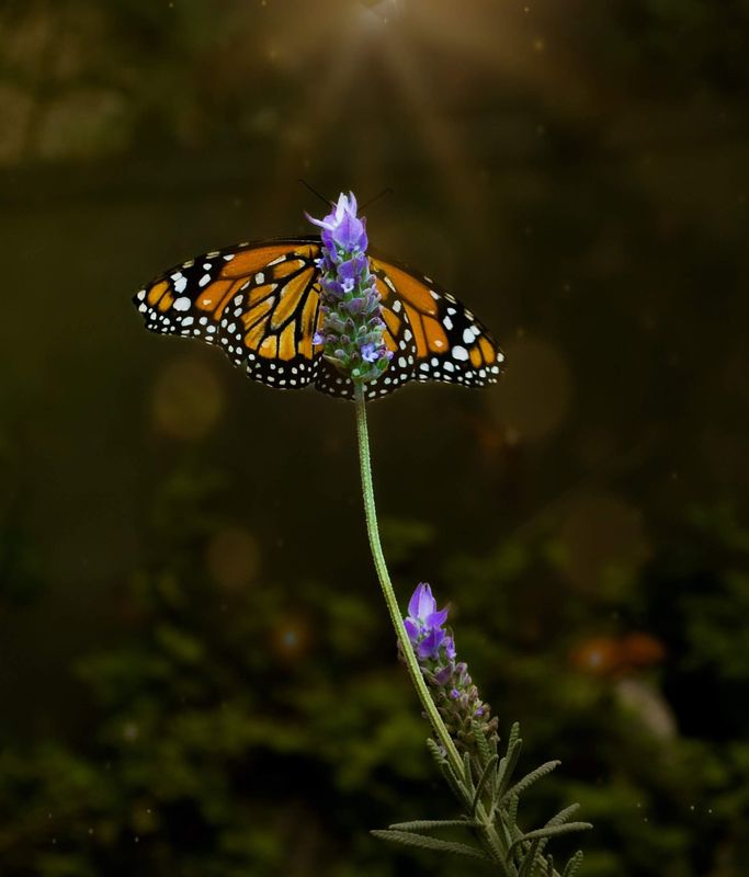 #butterfly Butterfly photo preview