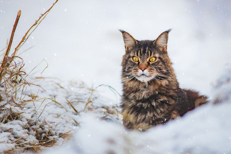 В засадеphoto preview