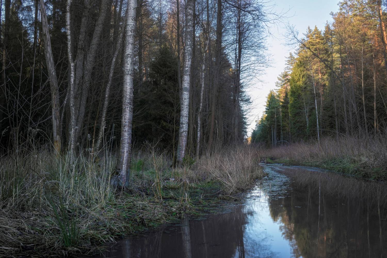 лес, отражения, деревья, весна, Валерий Вождаев