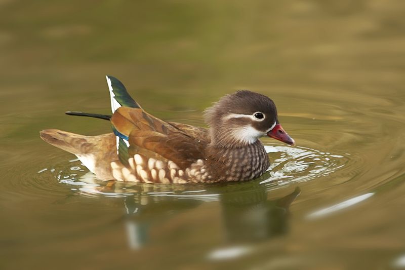 Мандаринка (Aix galericulata)photo preview