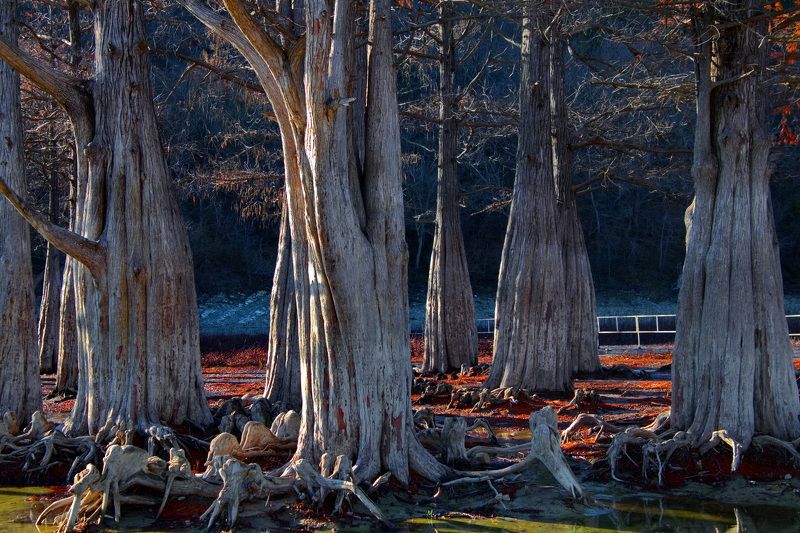 Зимние кипарисыphoto preview