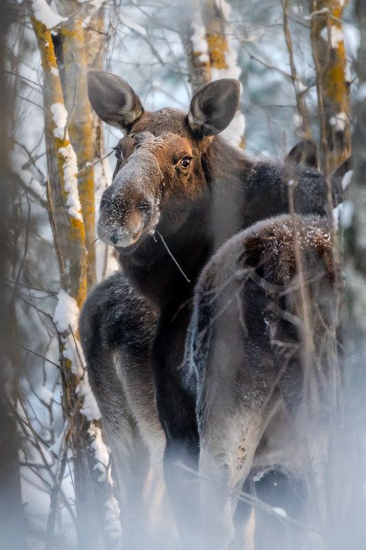 Лоси морозным утромphoto preview
