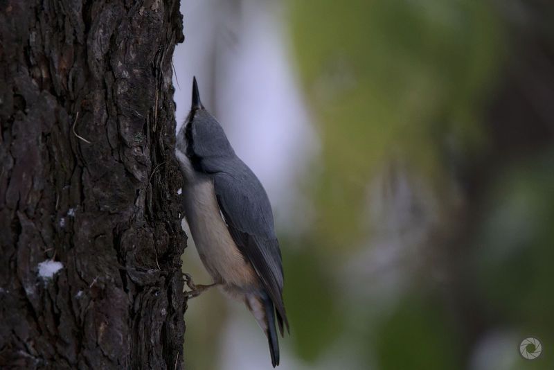 birds, animals, птицы, животные, птица, туман, лиса, свиристель, цапля, щурка, корсак, круглоголовка, поползень photo preview