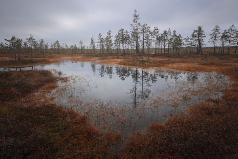 пейзаж, болото, отражение, осень другой мирphoto preview