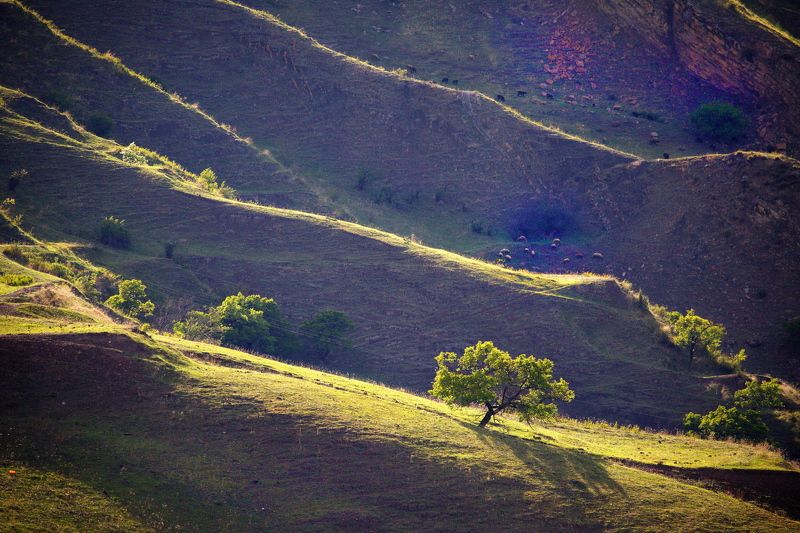 Северный Кавказ Весенний Дагестан Дагестан май 2023photo preview