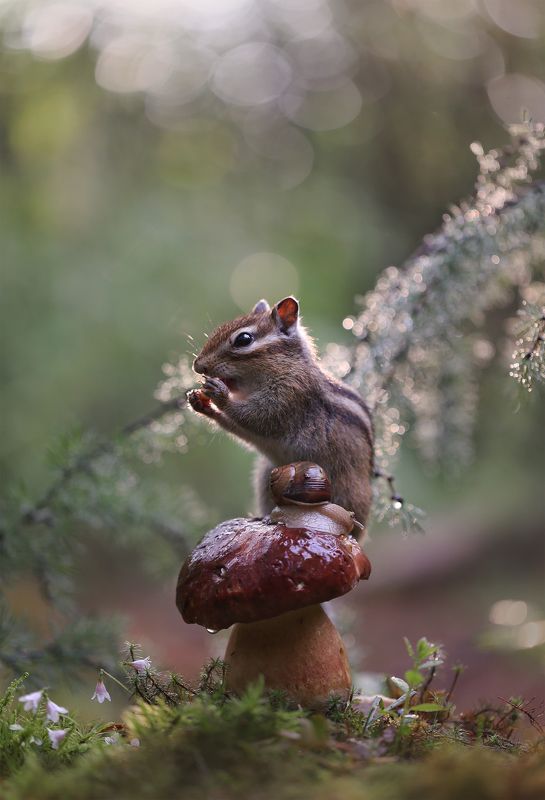 нерюнгри, бурундук, якутия, дикие_животные, женялевина, евгениялевина, животныеякутии, бурундукиибелкилевиной, улитка Извини...подвинься! фото превью