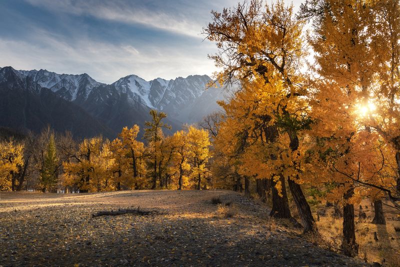 алтай, горный алтай, пейзажи алтая, кош-агачский район, золотая осень, осенние краски, горы, осенний алтай, золотые тополя, краски осени В плену медовых тополейphoto preview