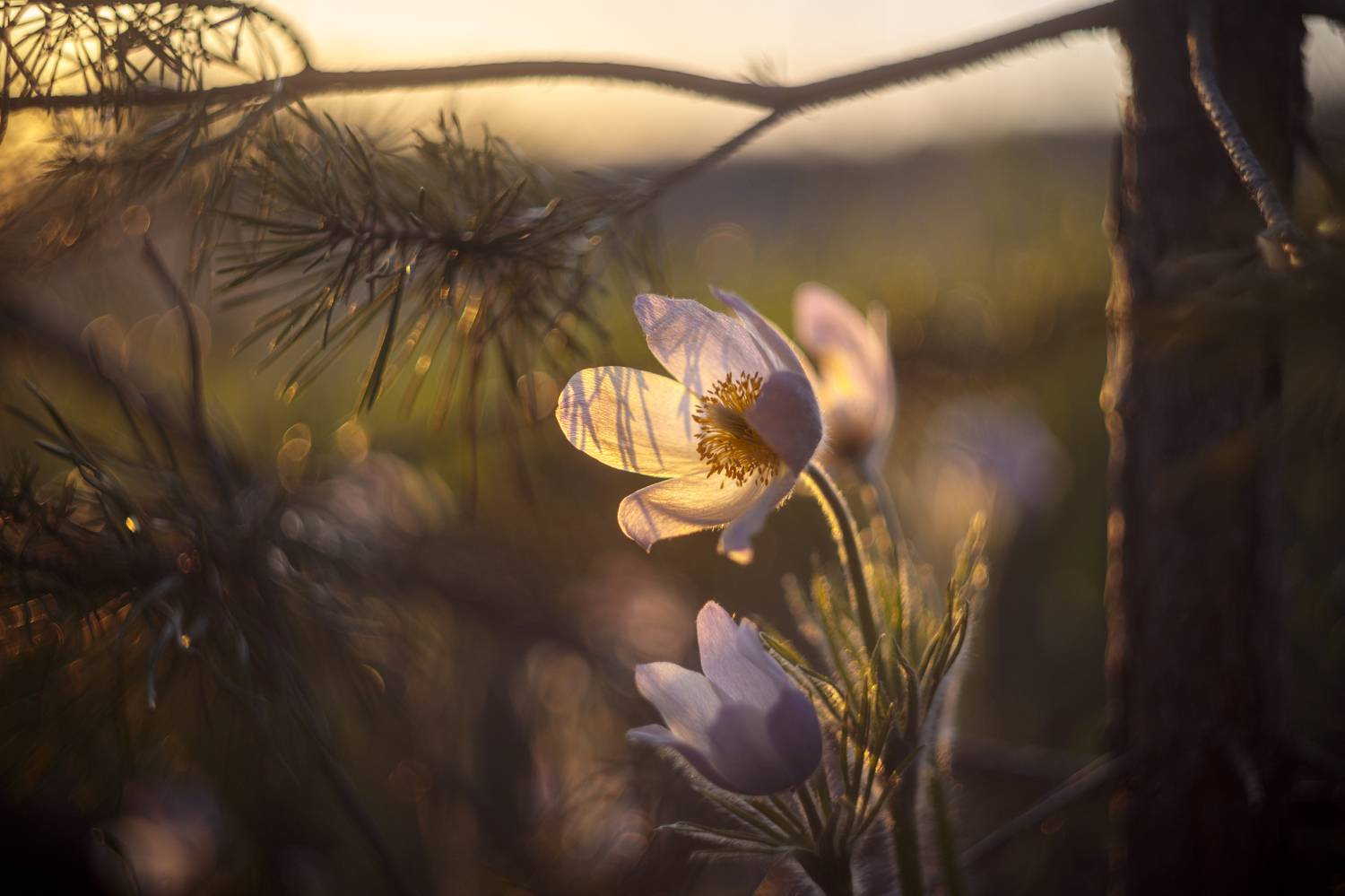 Весенний вечер в сосняке. Автор: Efremenko Nikita макро, цветы, закат, прострел, Efremenko Nikita