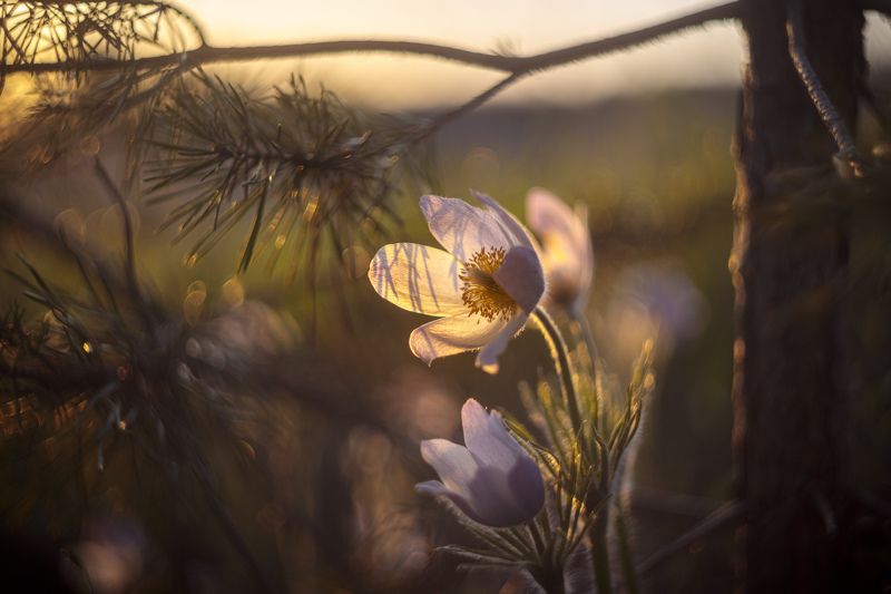 макро, цветы, закат, прострел Весенний вечер в соснякеphoto preview