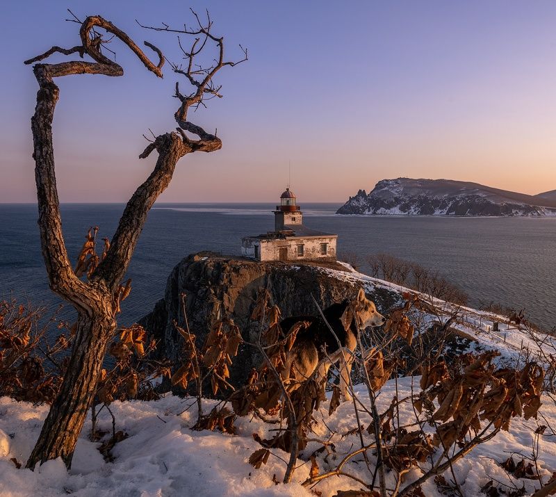 приморье, ольгинской район, маяк балюзек,собака, зима , закат Вглядываясь в закатphoto preview