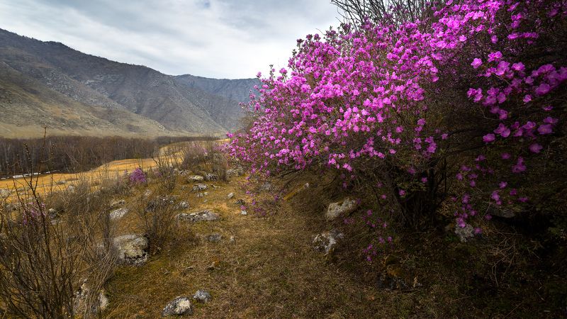 Рододендрон, цветы, кусты, розовый Рододендронphoto preview