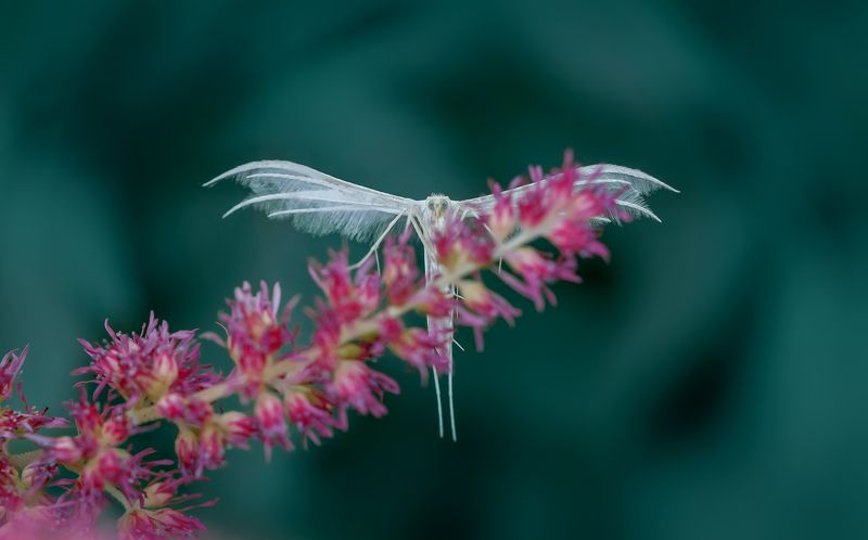 пальцекрылка Белый ангелphoto preview