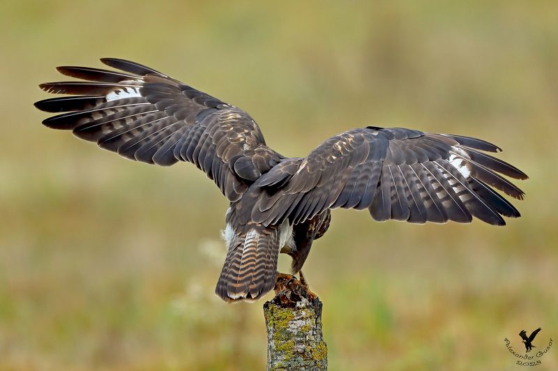 канюк Обратная сторона. фото превью