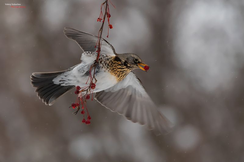 Дрозд рябинник фото превью