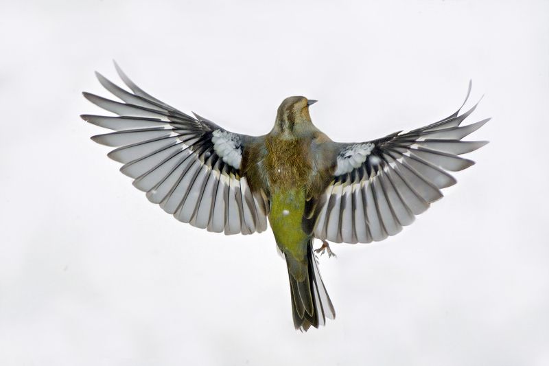 Горный зяблик в снегуphoto preview