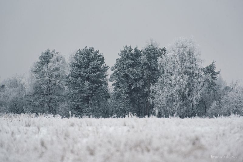 иней мороз поле лес дерево деревья зима снег Чудесная белая красота фото превью