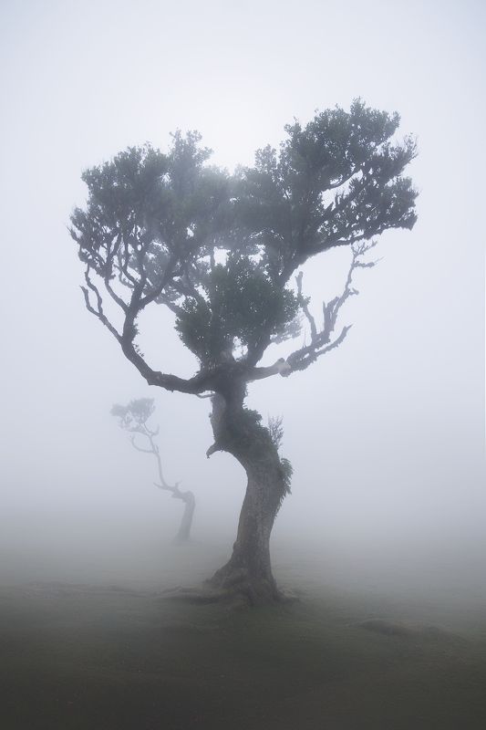 Madeira, Portugal Fanal Forestphoto preview