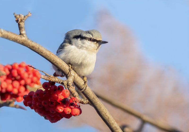 птица, поползень, рябина, Цель найдена!!photo preview