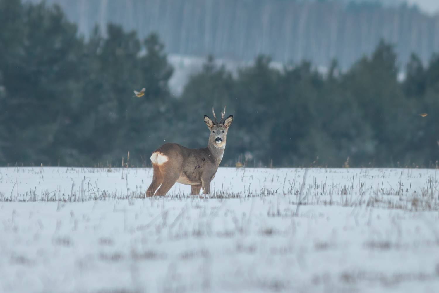 , Денис Пронин
