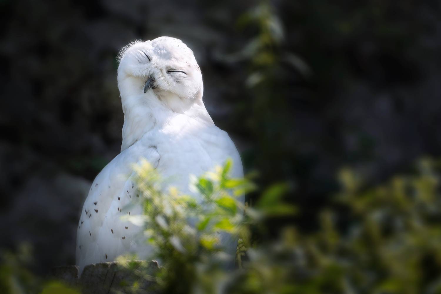 ㅤ. Автор: ЯR Ольга сова, полярная сова, животные, фауна, ЯR Ольга