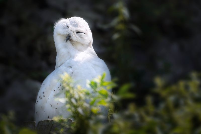 сова, полярная сова, животные, фауна ㅤphoto preview
