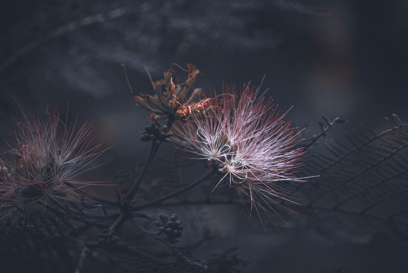 Acacia d Constantinoplaphoto preview