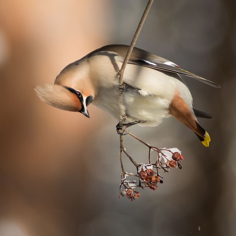 свиристель Свиристельphoto preview