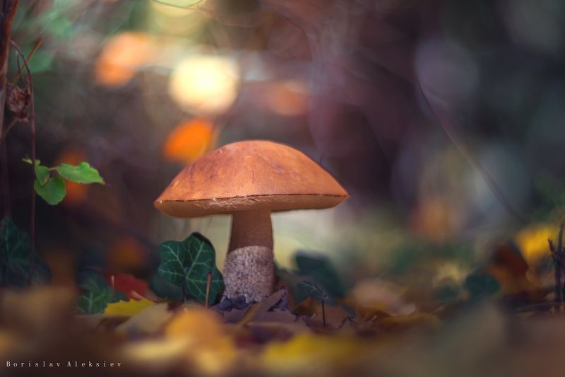 mushroom,dark,light,bokeh,nature,orange,dark,exterior,green,yellow Mushroom фото превью