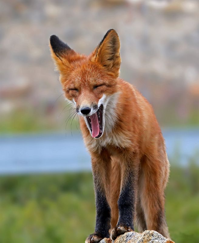 «Скушно»photo preview