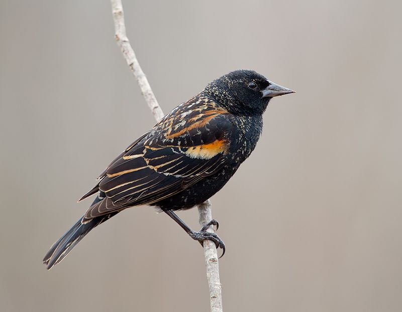 красноплечий чёрный трупиал, red-winged blackbird, трупиал, blackbird,зима Female, Red-winged Blackbird - Красноплечий трупиалphoto preview