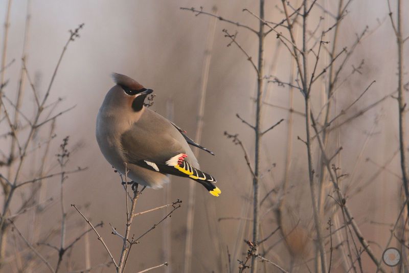 birds, animals, птицы, животные, птица,  свиристель Свиристелиphoto preview