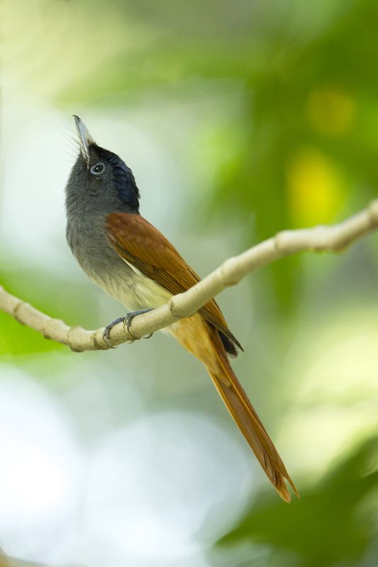 Bird Photographyphoto preview